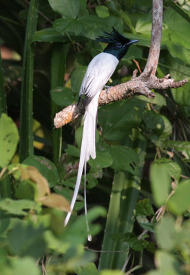 Asian Paradise Flycatcher (Indian Paradise-Flycatcher), Jungle beach, Unawatuna