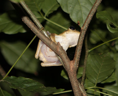 Tree frog, Thambapanni Retreat, Unawatuna