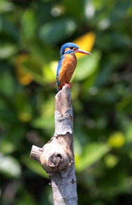 Common Kingfisher, Madu Ganga wetland