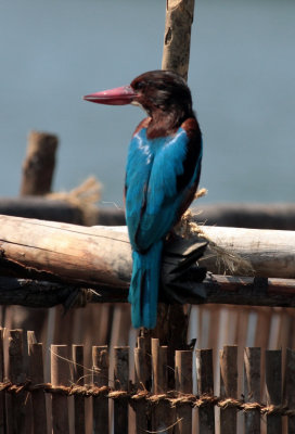 White Throated Kingfisher, Madu Ganga wetland