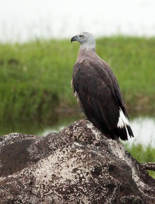 Grey Headed Fish Eagle, Kaudulla National Park
