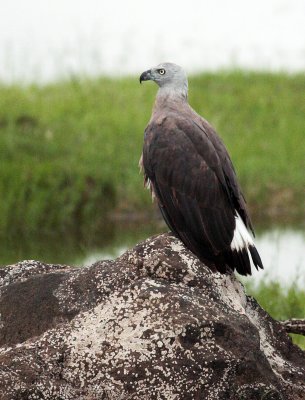 Grey Headed Fish Eagle,  Kaudulla National Park