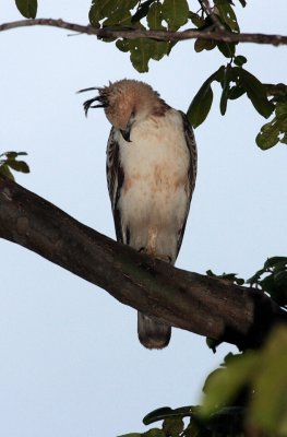 Changeable hawk Eagle, Kaudulla National Park