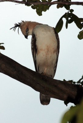 Changeable Hawk Eagle, Kaudulla National Park