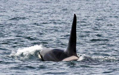 Orcas 7