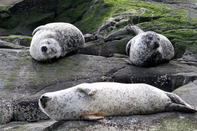 Loch Scavaig Seals 1