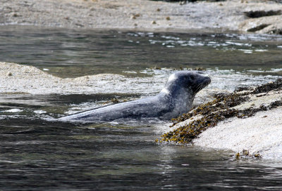 Loch Scavaig Seals 3