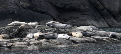 Loch Scavaig Seals 4