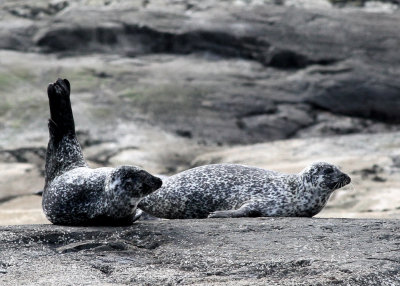 Loch Scavaig Seals 5