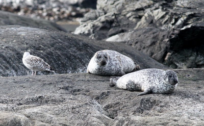 Loch Scavaig Seals 6