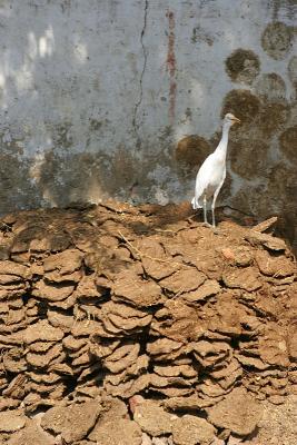 Egret on pile of drying manure (fuel)