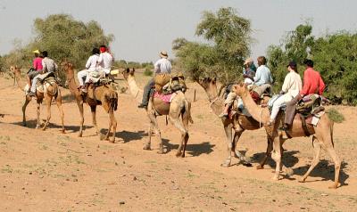 Camel train