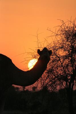 Camel sunset