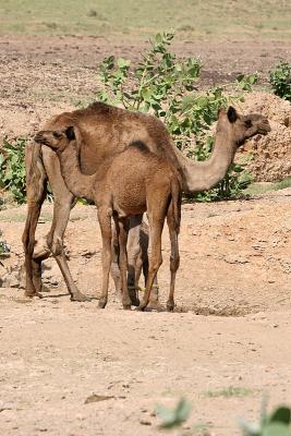 Camel family