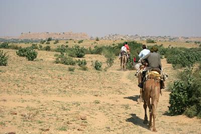 Camel Safari