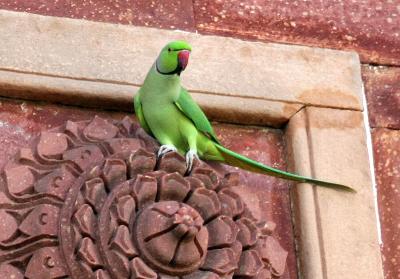 Purana Qila Parakeet