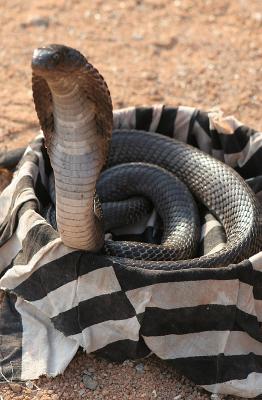 Snake charmers Cobra