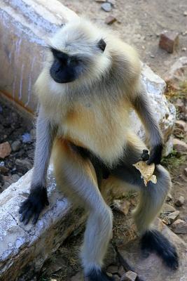 So monkeys do like bananas!