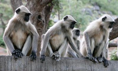 Monkeys at a shrine on our return trip