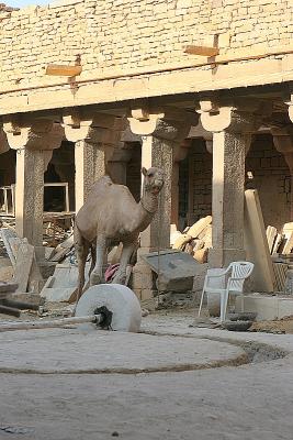 Camel labour