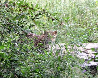 Leopard near Kumbhalgarh