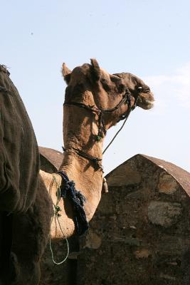 Camel watch