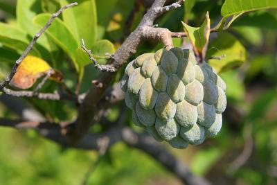 Custard fruit, Kumbhalgarh Fort