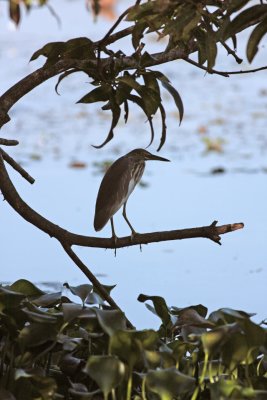 Pond heron waits