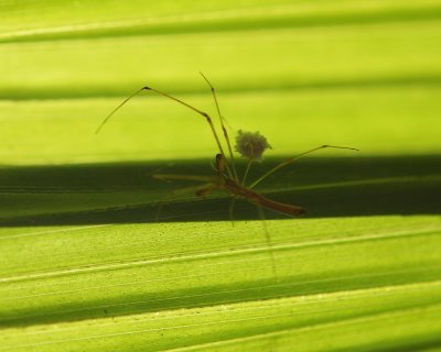 Emerald Isle homestay garden macro