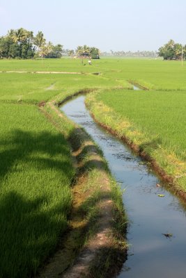 Emerald Isle homestay rice paddy