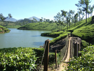 Tea Plantation near Suryanelli (RT)
