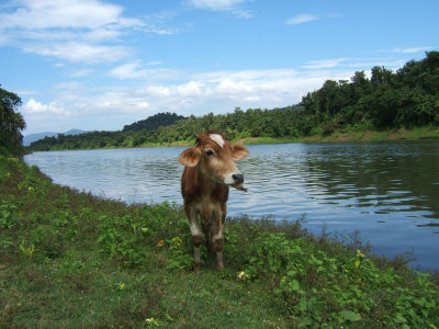 Young Cow at Hornbill Camp (RT)