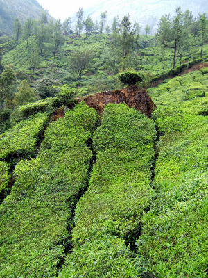 Making the most of the land at Talayar (RT)