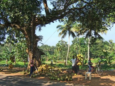 Roadside Coconut Stall  (RT)