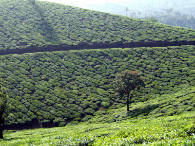Talayar tea slopes  (RT)
