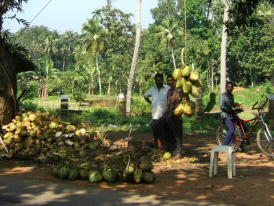 Wayside coconut stall  (RT)