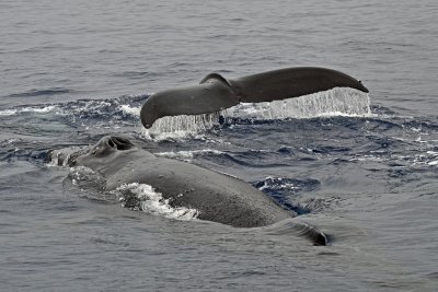 Humpback Whales March 15, 2012 - Hawaii
