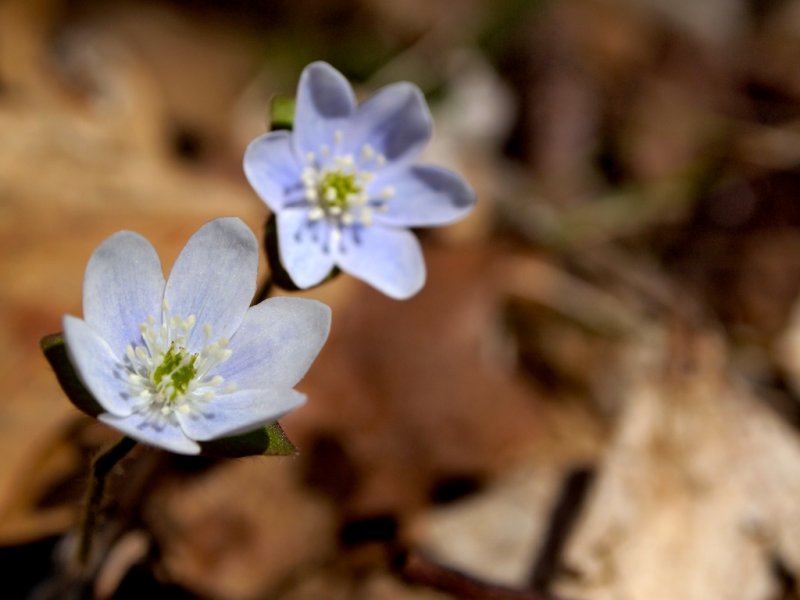 Hepatica