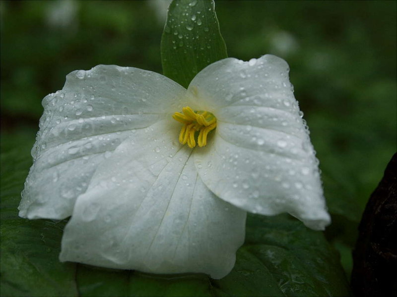Trillium #2
