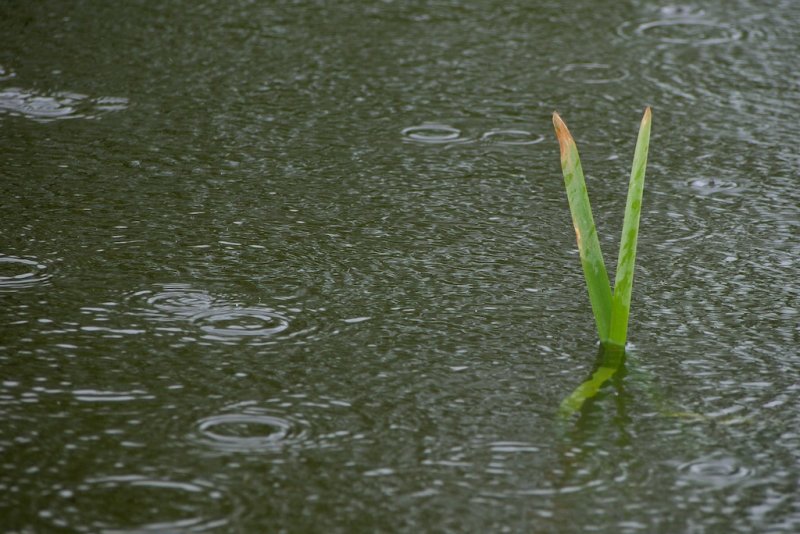 Reeds