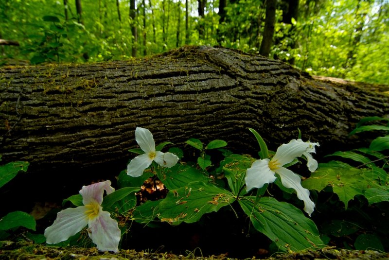 Trilliums