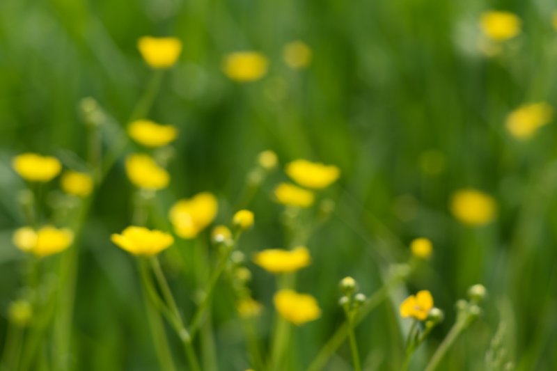 Buttercups