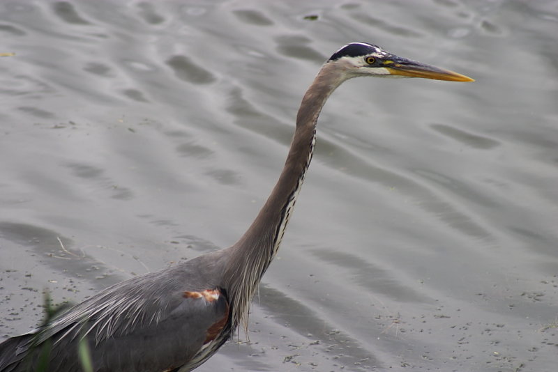 Heron