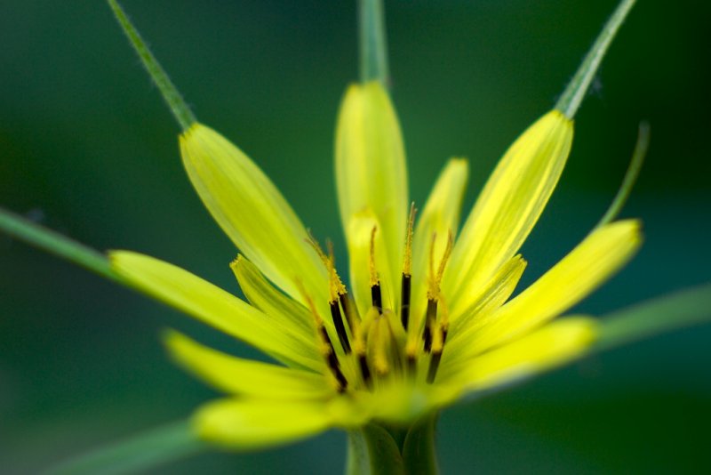 Pollen
