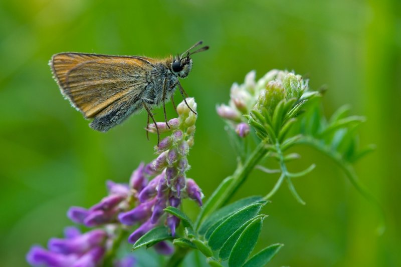 Skipper