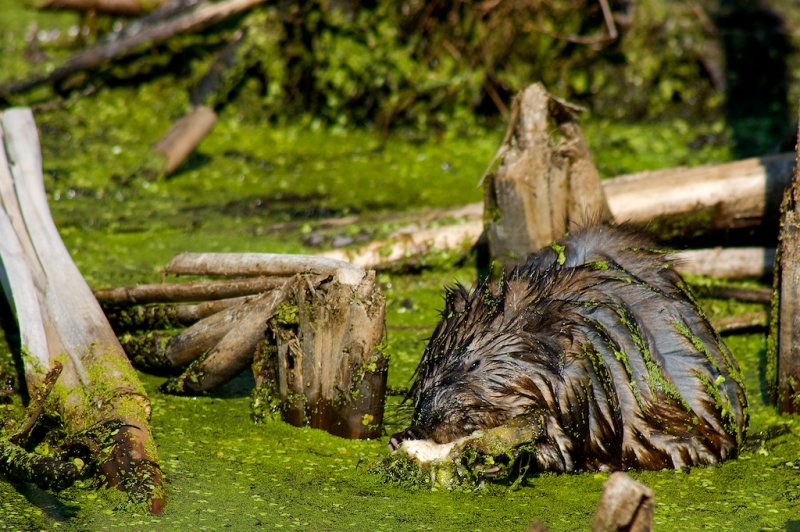 Muskrat