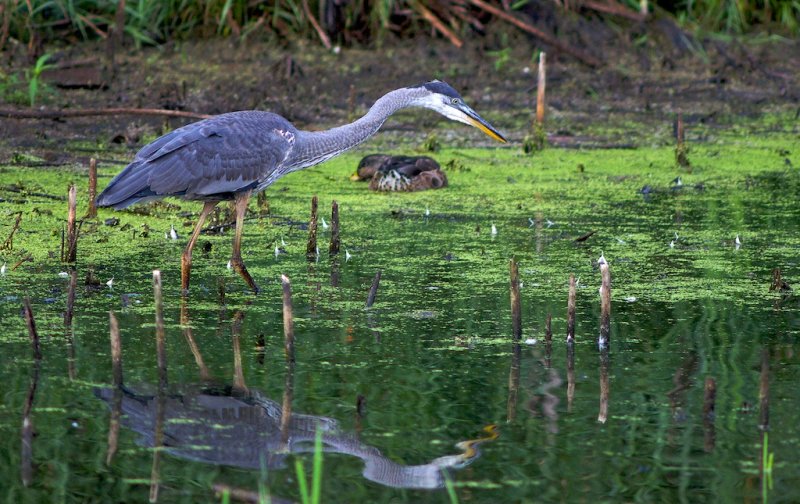 Heron