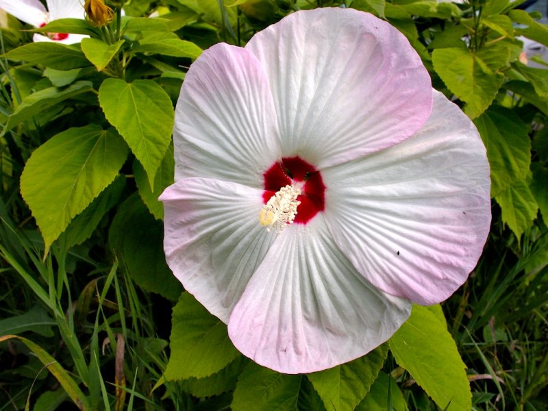 Bloom