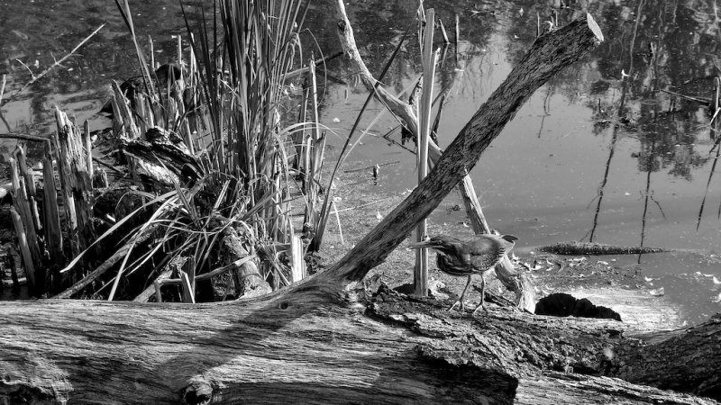 Green Heron
