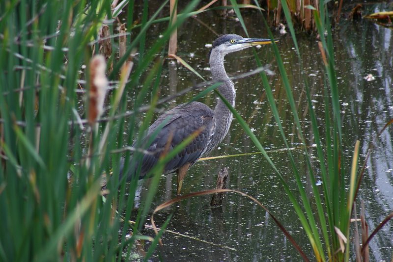 Great Blue Heron